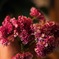 Scabiosa