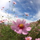 秋そら　秋桜