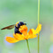 Carpenter bee