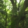 奈良豆比古神社裏のクスノキの巨木