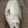 釣り