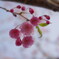 しだれ桜