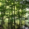 緑映える湖