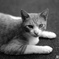 ねこの肖像