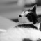 ねこの肖像2