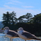 五大堂と海鳥