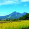 磐梯山とコキア