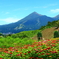 磐梯山とジニア