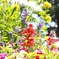 公園のお花