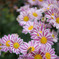 DT 30mm F2.8 Macro SAM SAL30M28　試写