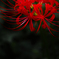 紅