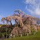 今さら滝桜2