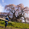 今さら滝桜5