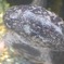 オオサンショウウオのカメラ目線