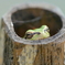 アマガエル