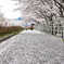 歩道ザクラ