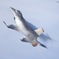MISAWA AIR FESTA 2016 ③