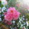 薔薇