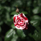 薔薇２
