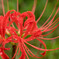 紅