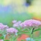 おいしいお花♪