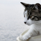 猫と海