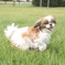 走る犬