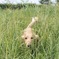 サバンな犬
