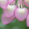 Pink hearts♡♡*｡ﾟ