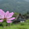 晩夏の化粧　DSC_6362