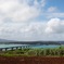 古宇利大橋とサトウキビ畑