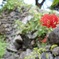 今帰仁城にて