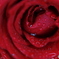 真紅の薔薇