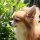 我が家の番犬2