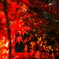 2007秋紅葉8