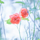 DSC04905パッドオースチン＊夏姉妹・・・♡G