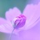 秋桜