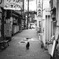 日本橋猫