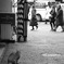 猫の見る街　人の歩く街