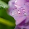 a drop