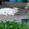猫の夢
