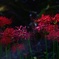 彼岸花