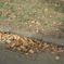 Autumn leaves in spring