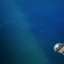 タコクラゲ