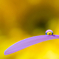 drop