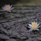 水霊の華
