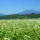蕎麦畑のある風景