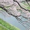 千鳥ヶ淵