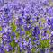 Lavenders with Honey Bee