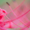 Red spider lily